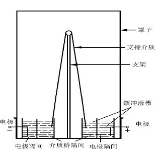 圖6-1 垂直式電泳槽裝置示意圖